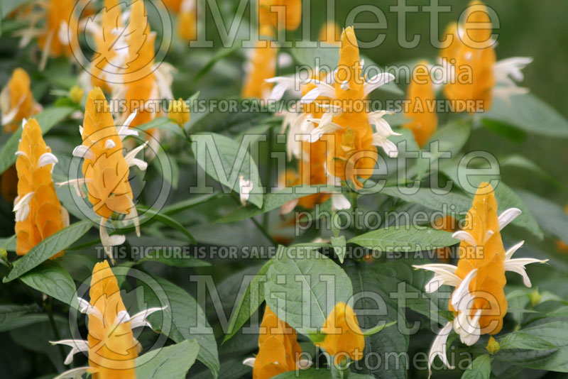 Pachystachys lutea (Lollipop plant and golden shrimp plant) 3 