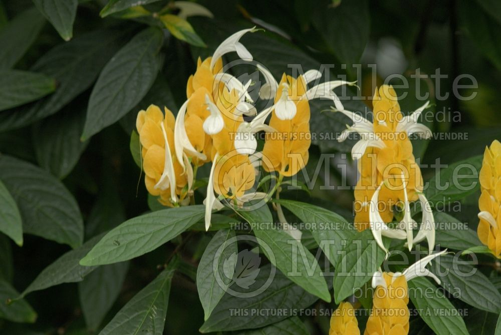 Pachystachys lutea (Lollipop plant and golden shrimp plant) 4 