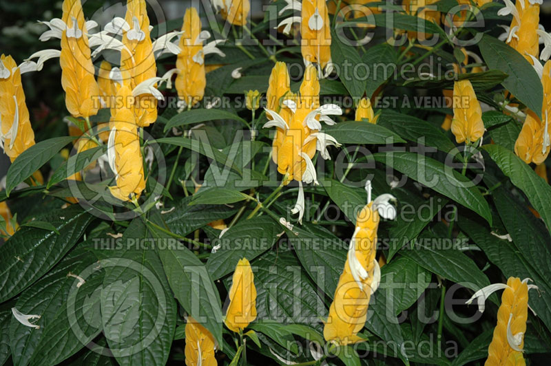 Pachystachys lutea (Lollipop plant and golden shrimp plant) 6 