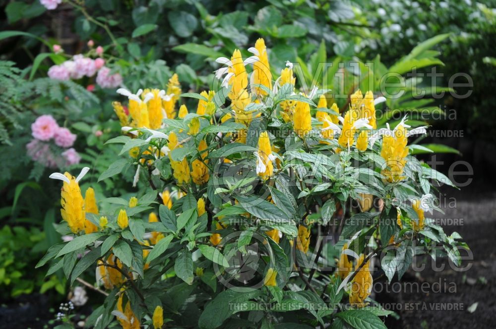 Pachystachys lutea (Lollipop plant and golden shrimp plant) 7 