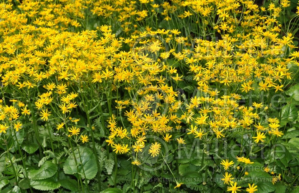 Packera obovata (roundleaf ragwort, roundleaf groundsel or squaw weed) 3 