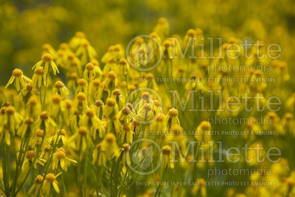 Packera obovata (roundleaf ragwort, roundleaf groundsel or squaw weed) 4 