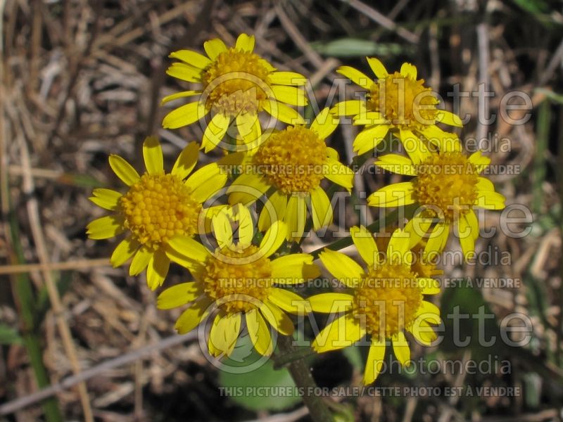 Packera obovata (roundleaf ragwort, roundleaf groundsel or squaw weed) 1 