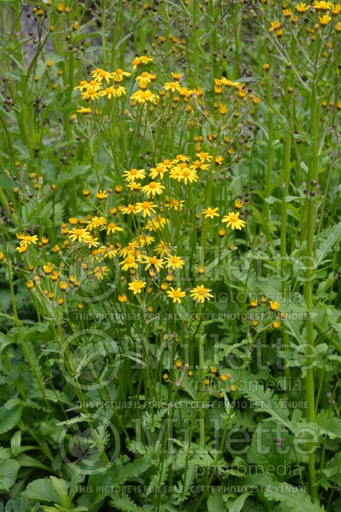 Packera obovata (roundleaf ragwort, roundleaf groundsel or squaw weed) 2 