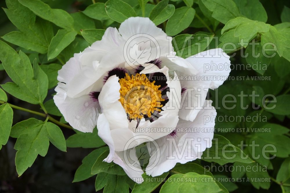 Paeonia Snow Lotus (Peony) 1 