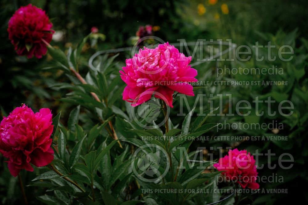 Paeonia Big Ben (Peony) 4 