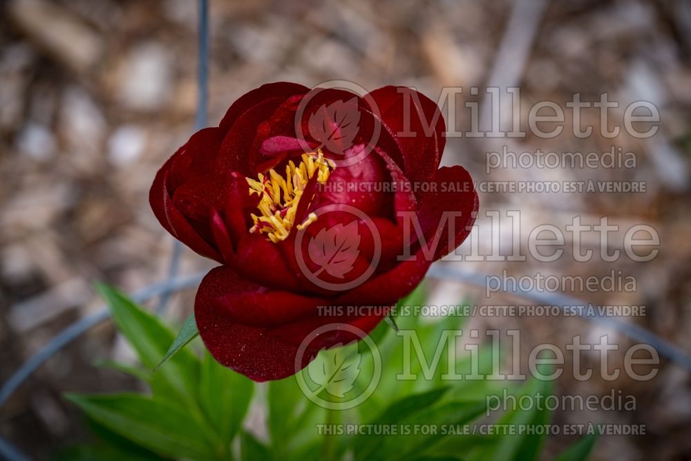 Paeonia Black Beauty (Peony) 1