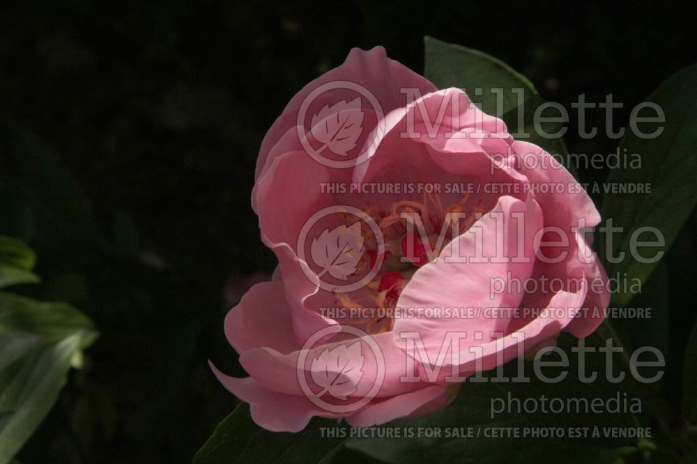 Paeonia Carnation Bouquet (Peony) 1 