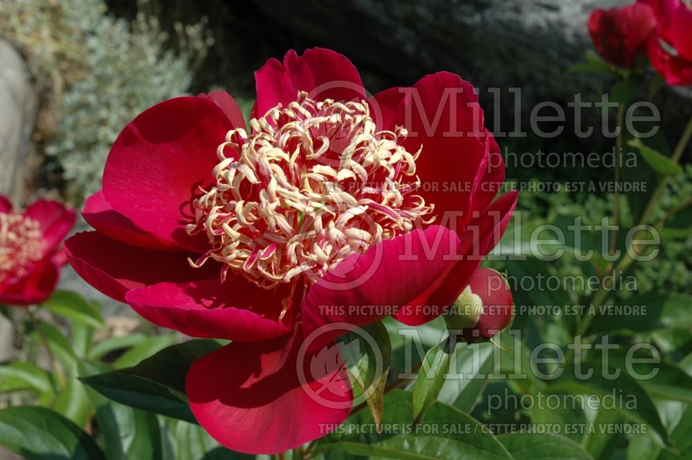 Paeonia Charles Burgess (Peony) 4