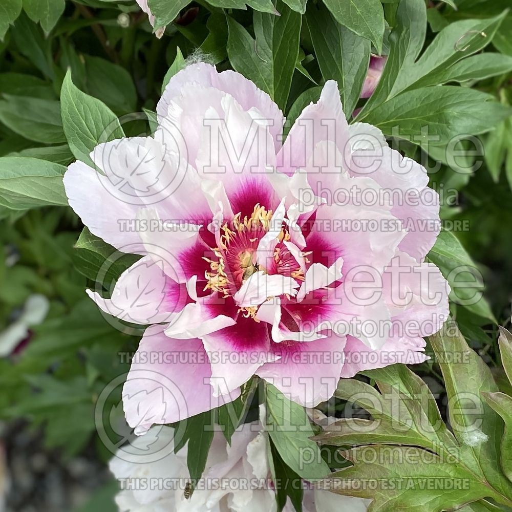 Paeonia Cora Louise (Peony) 18 