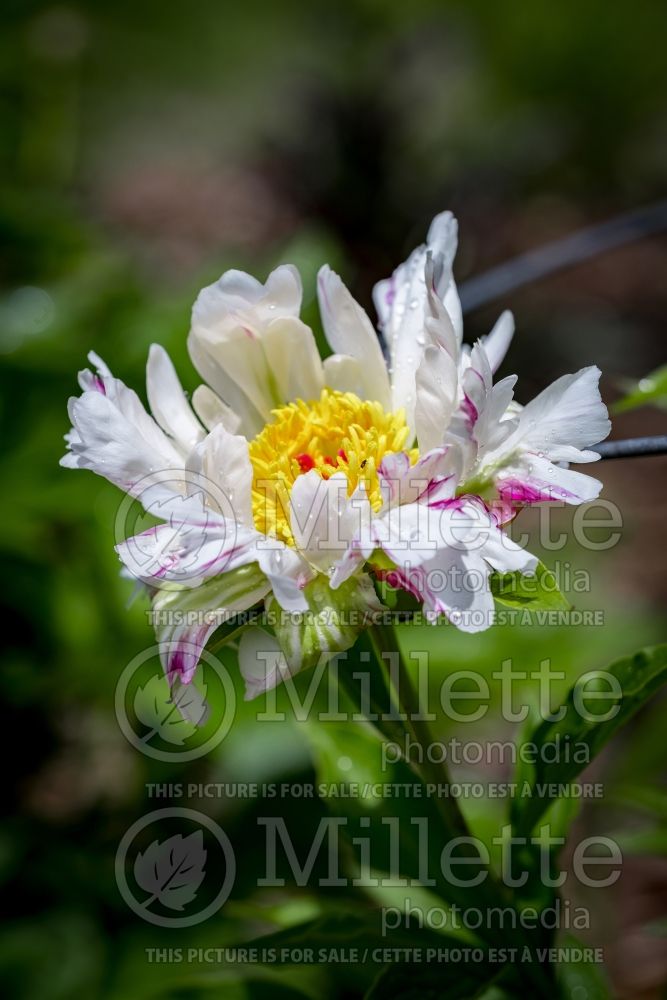 Paeonia Crazy Daisy (Peony) 3