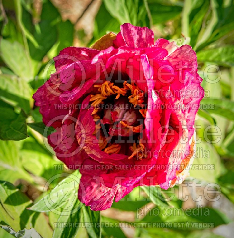 Paeonia Gauguin (Peony) 1  