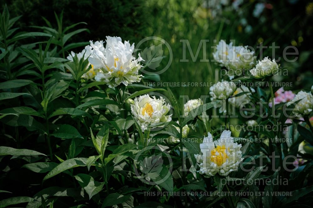 Paeonia Green Halo (Peony) 4 