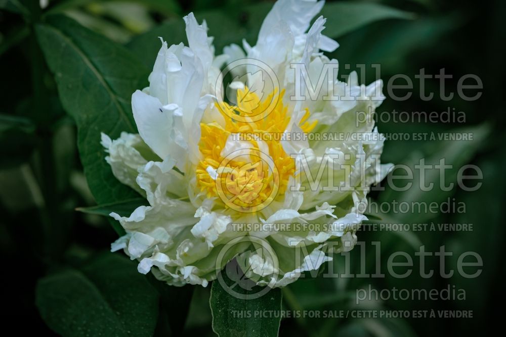 Paeonia Green Halo (Peony) 5 