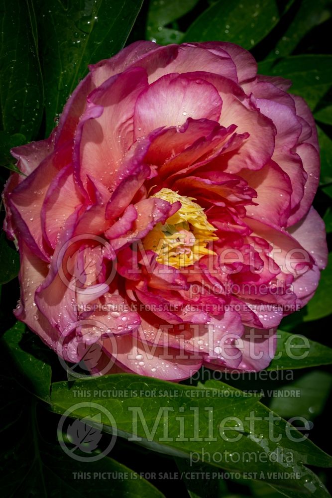 Paeonia Berry Garcia (Peony) 1 