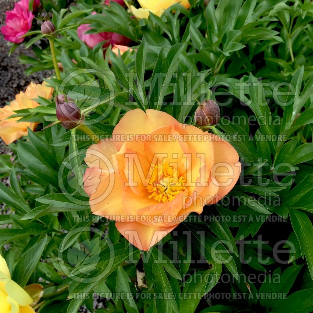 Paeonia Canary Brilliants (Peony) 7 