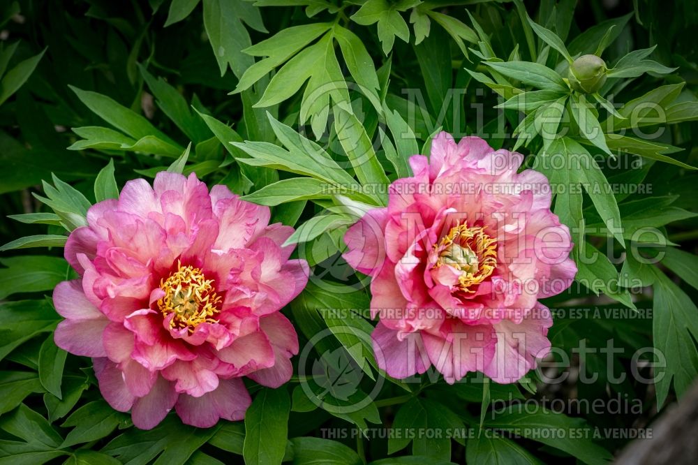 Paeonia Hillary (Peony) 16 