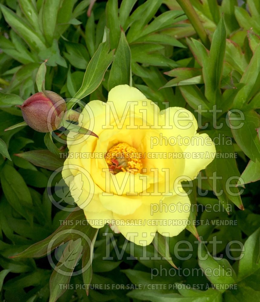 Paeonia Sequestered Sunshine (Peony) 6