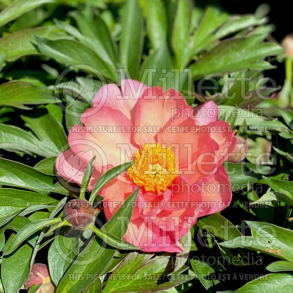 Paeonia Singing in the Rain (Peony) 13