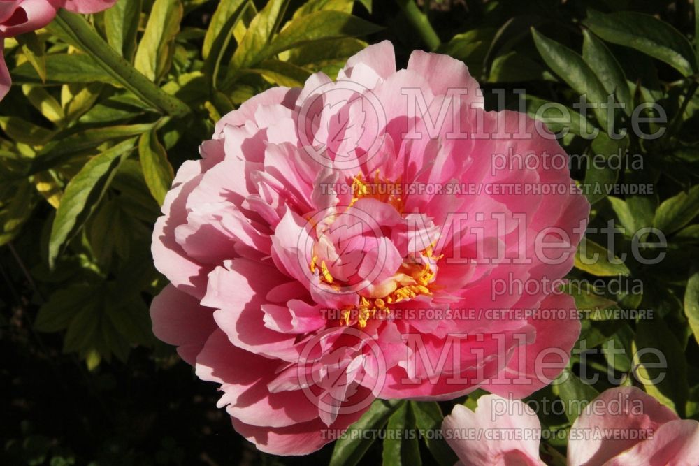 Paeonia Kathy's Touch (Peony) 2 