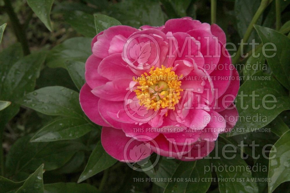 Paeonia Lake of Silver (Peony) 2 