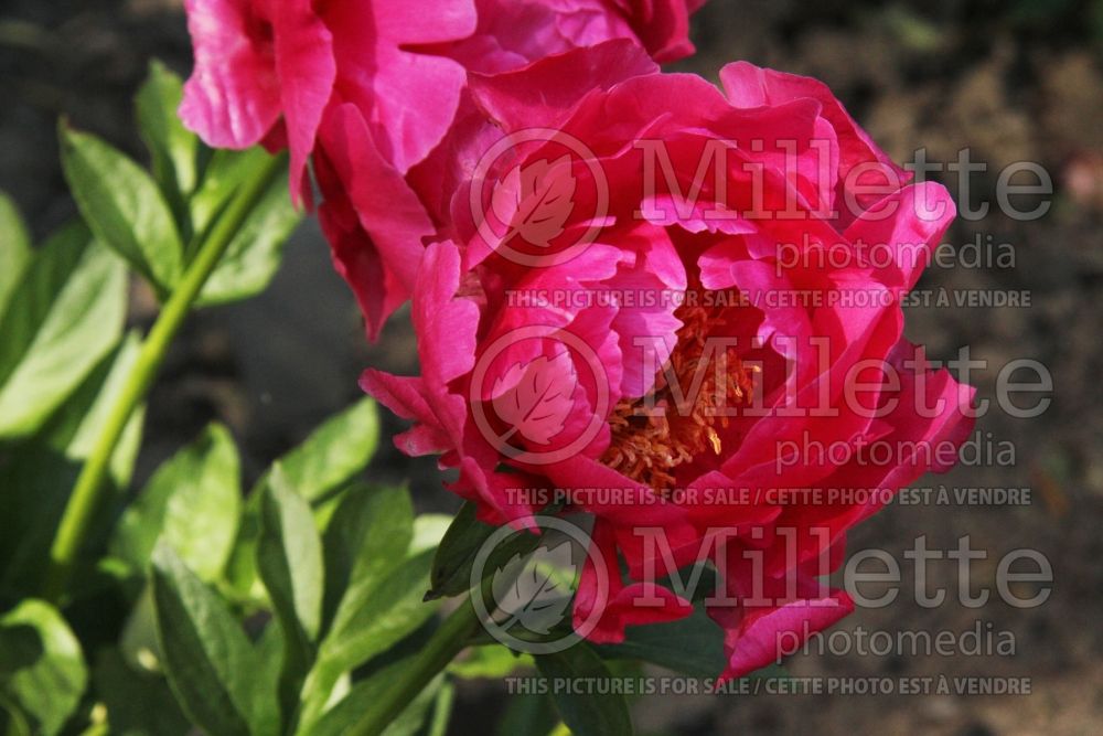 Paeonia Laura Magnuson (Peony) 1 