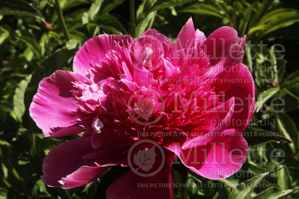 Paeonia Purple Spider (Peony) 1 