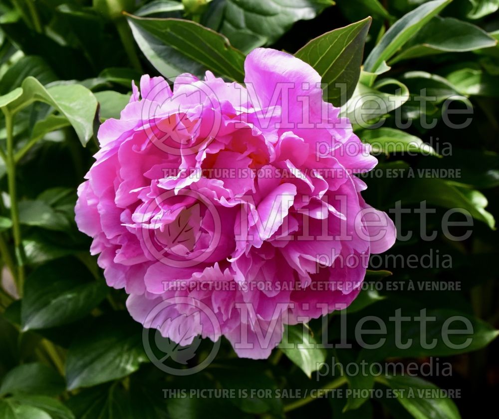 Paeonia Lady Orchid (Peony) 1