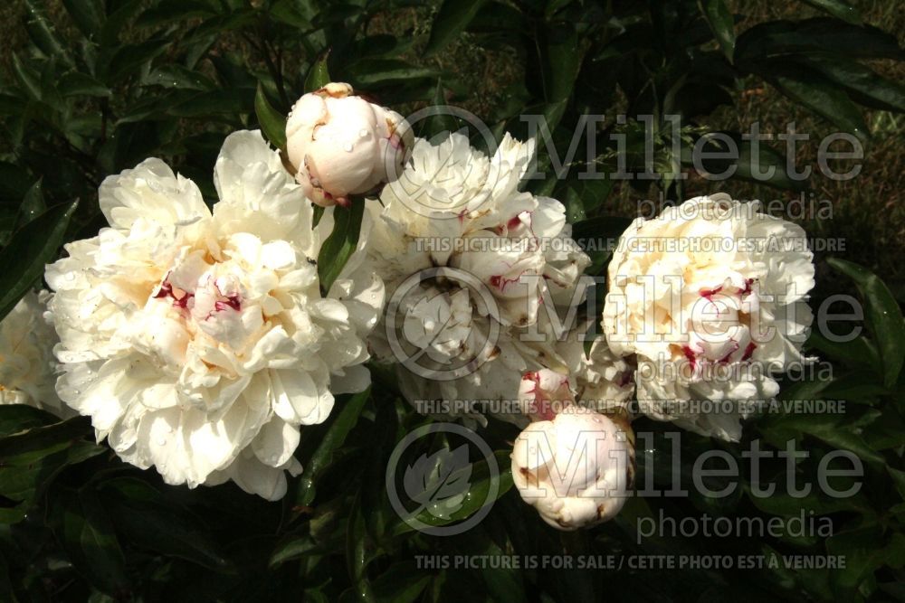 Paeonia Marshmallow Button (Peony) 1 