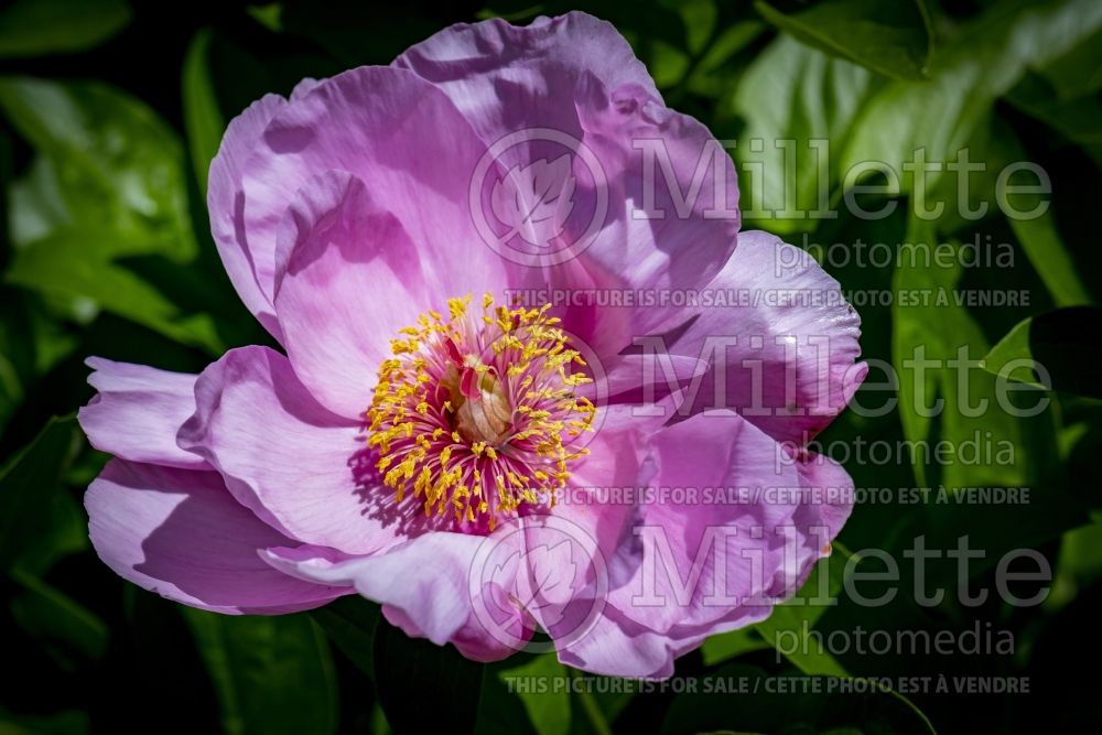 Paeonia May Lilac (Peony) 5 