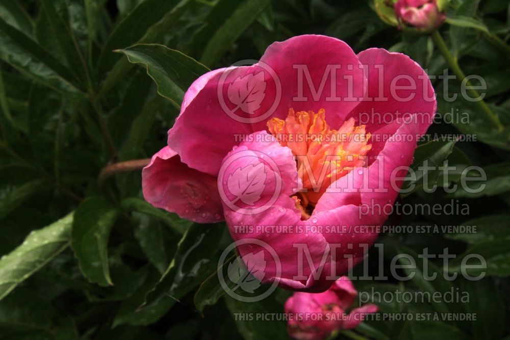Paeonia Pink Parfait (Peony) 1