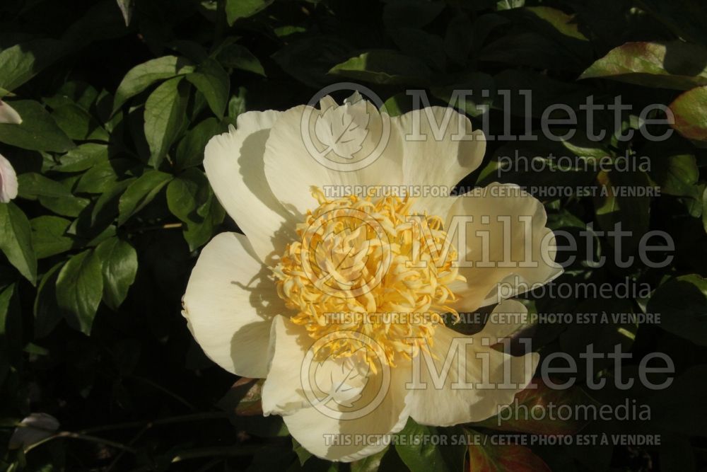 Paeonia Quitzin (Peony) 2 