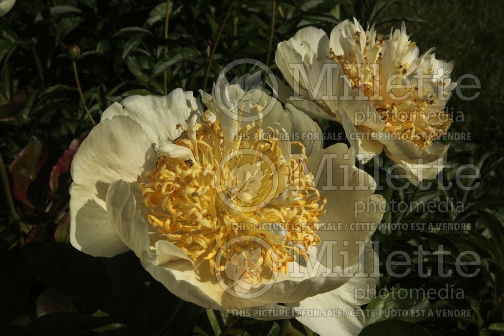 Paeonia Quitzin (Peony) 1 