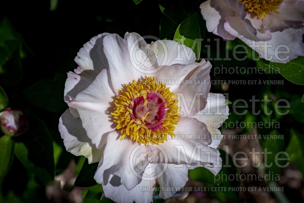 Paeonia Tranquil Dove (Peony) 2