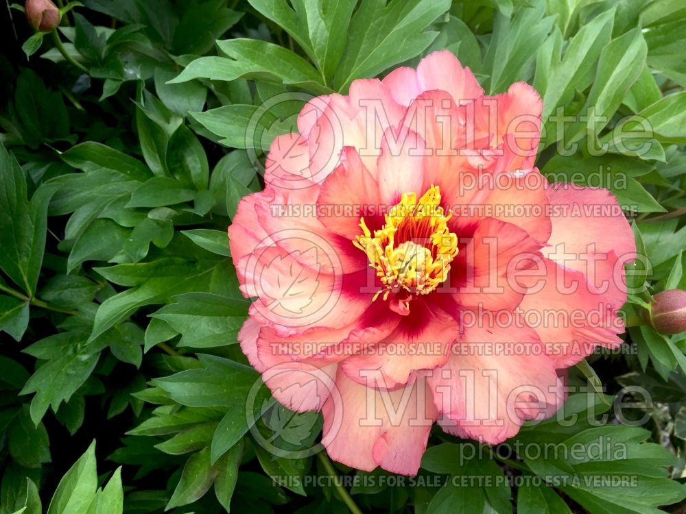 Paeonia Treasure aka Takara aka Smith Opus 2 (Peony) 2