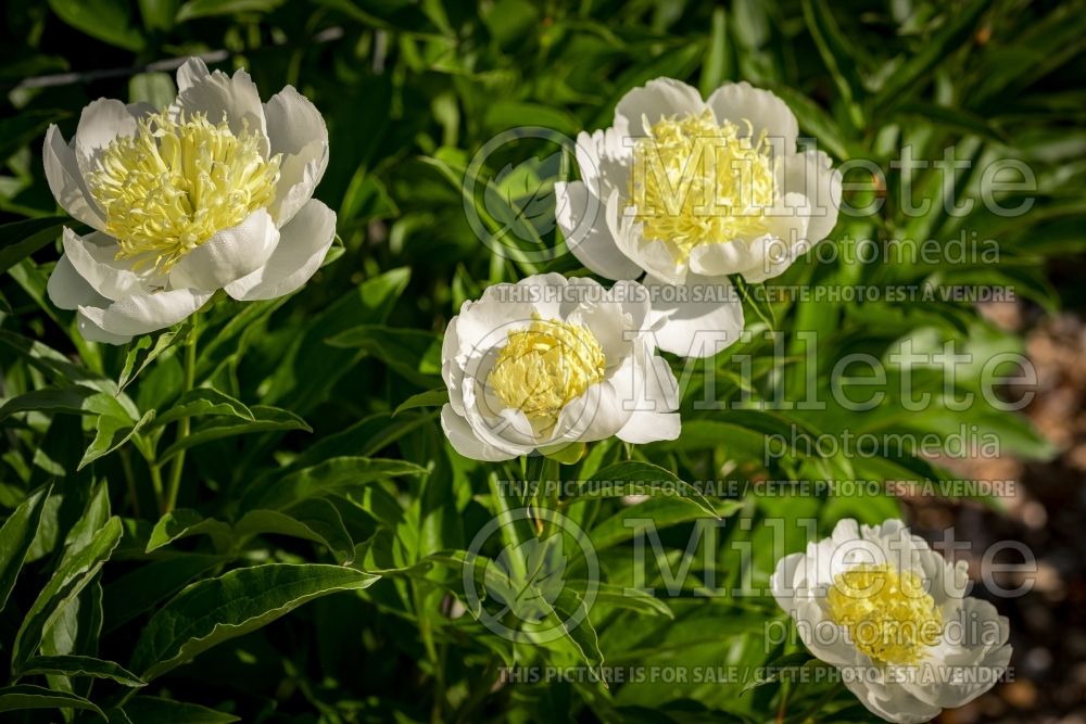 Paeonia White Sands (Peony) 6