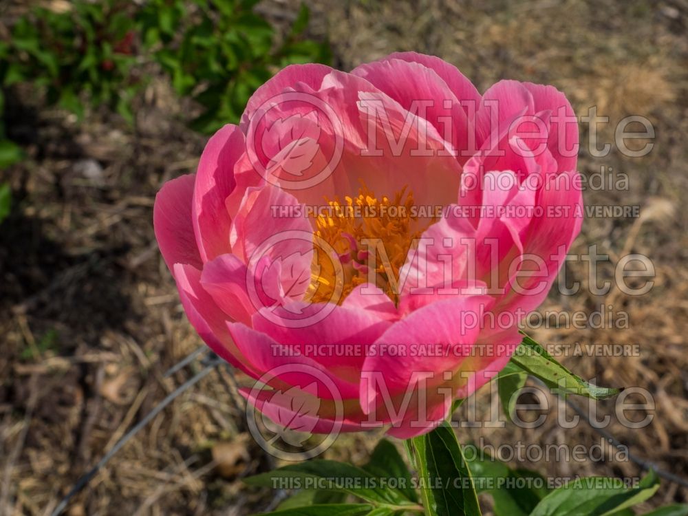 Paeonia Abalone Pearl (Peony) 2  