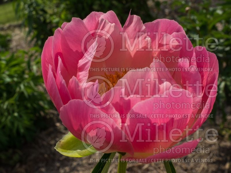 Paeonia Abalone Pearl (Peony) 3  