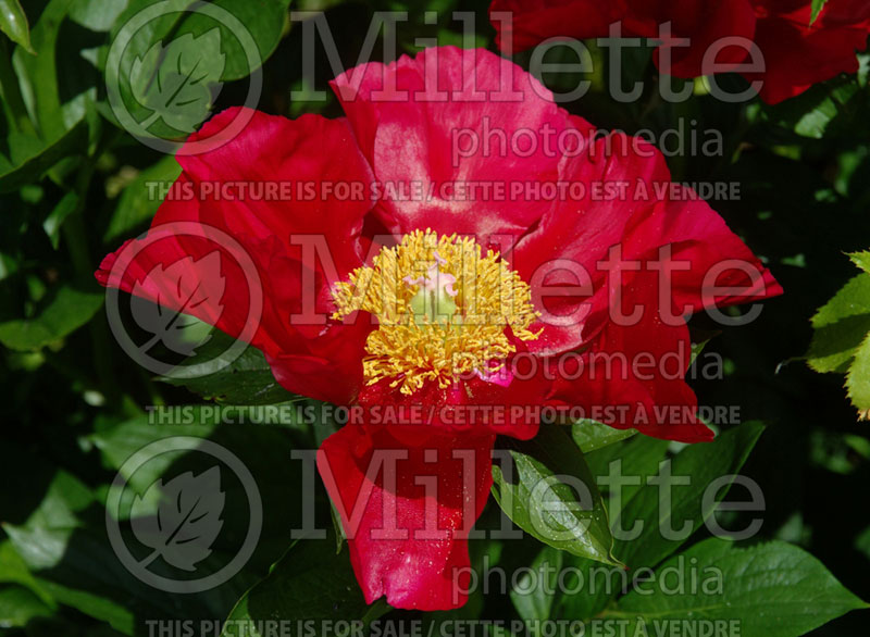 Paeonia America (Peony) 4  