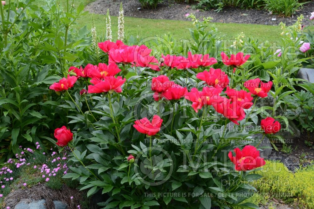 Paeonia America (Peony) 5  