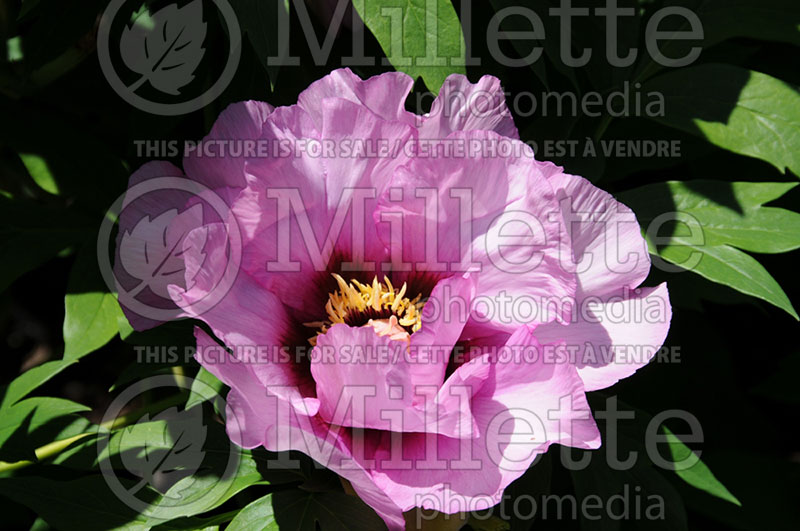 Paeonia Anna Marie (Peony) 1 