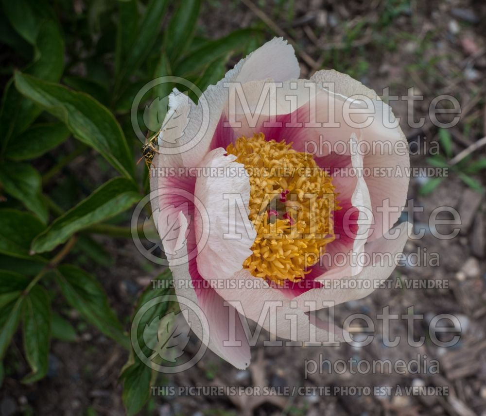 Paeonia Athena (Peony) 2 