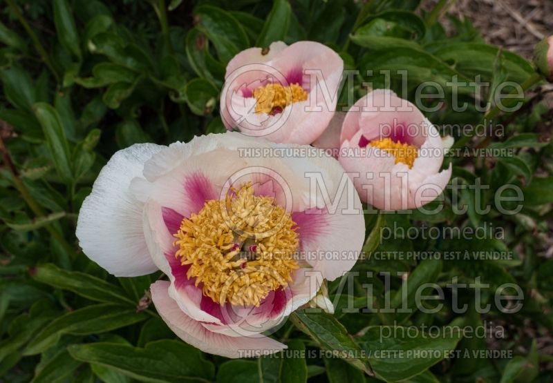 Paeonia Athena (Peony) 3 