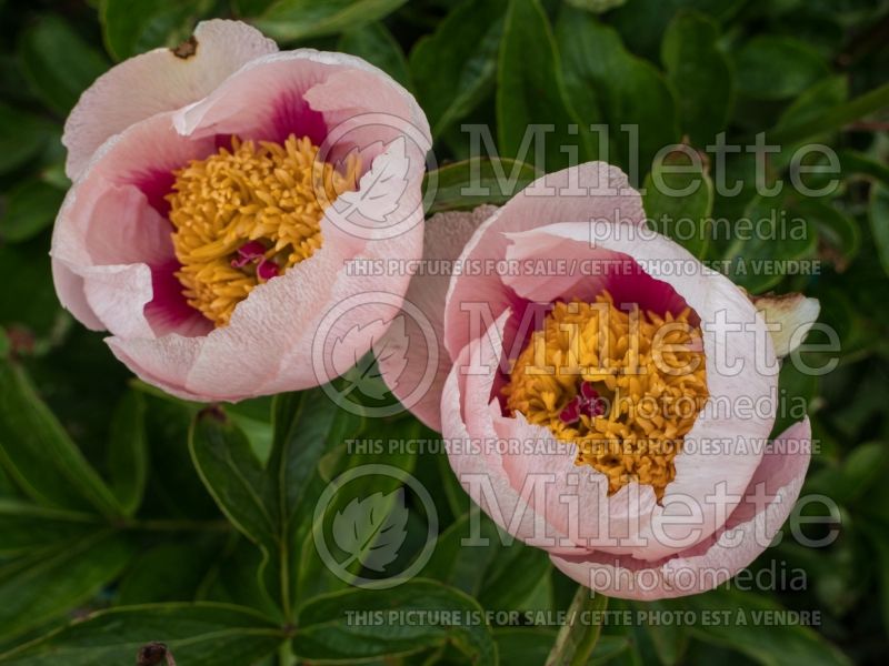 Paeonia Athena (Peony) 4 