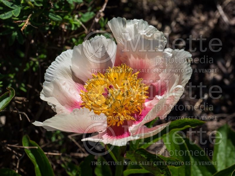 Paeonia Athena (Peony) 1 