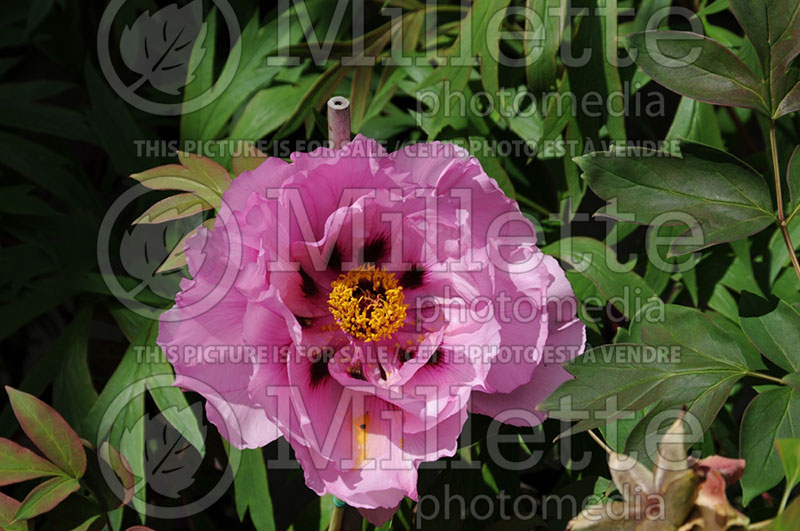 Paeonia Baron Thyssen Bornemisza (Peony) 1 