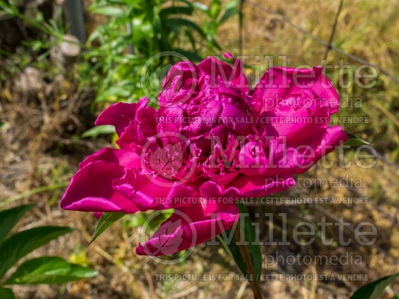 Paeonia Big Ben (Peony) 1 