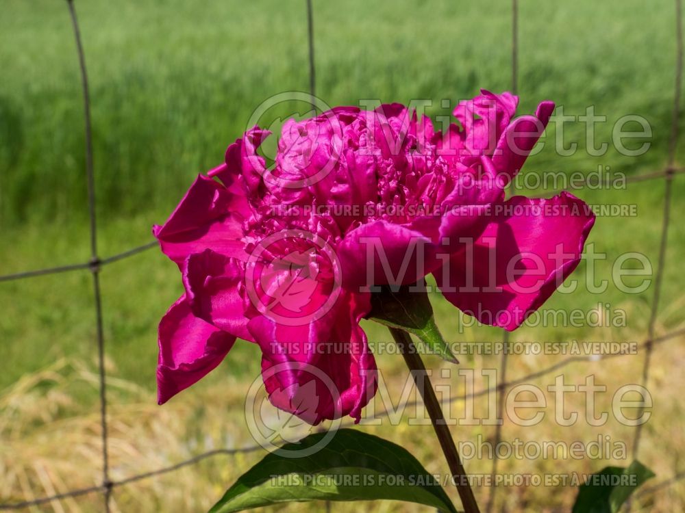 Paeonia Big Ben (Peony) 2 