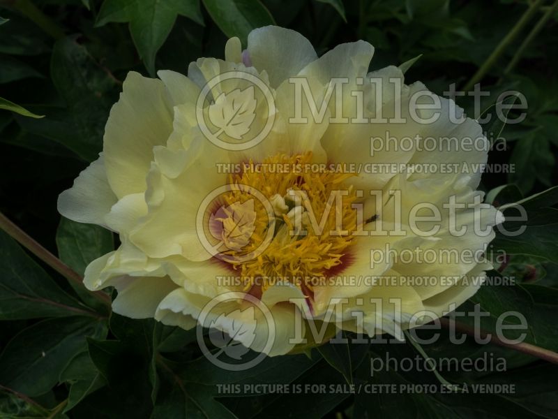 Paeonia Border Charm (Peony) 1 