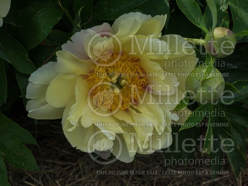 Paeonia Border Charm (Peony) 2 